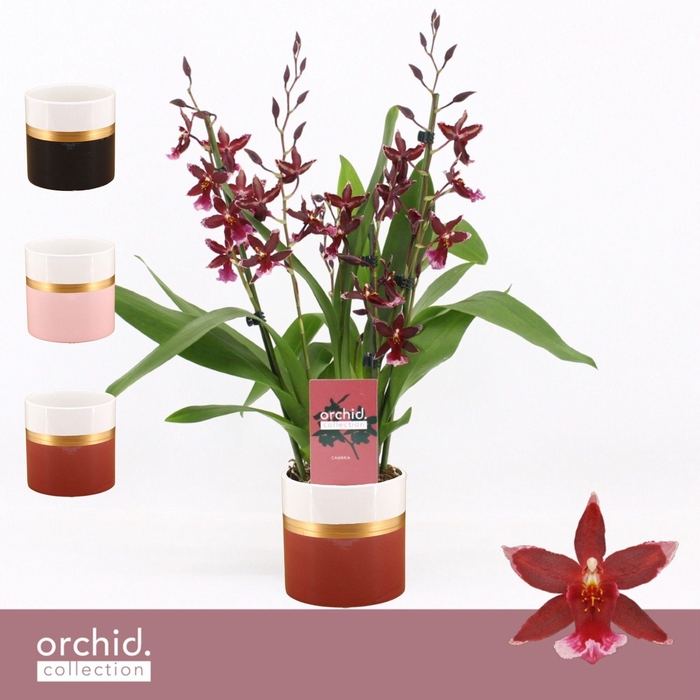 <h4>Barrocco Red, 3/4-spike in Dolomite Horizon 'Orchid Collection'</h4>