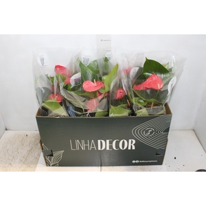 ANTHURIUM P15 ROSA