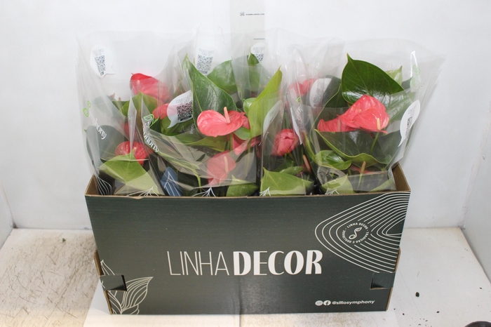 <h4>ANTHURIUM P15 ROSA</h4>
