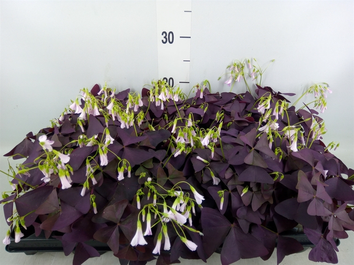 <h4>Oxalis trian. 'Mijke'</h4>