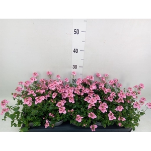 Diascia  'Ruby Field'