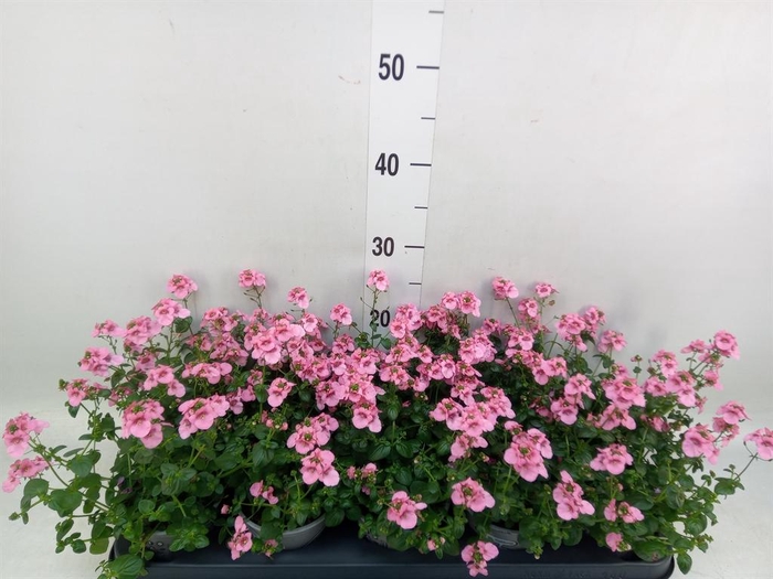 <h4>Diascia  'Ruby Field'</h4>