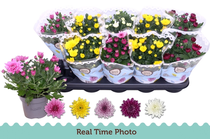 <h4>CHRYS GEVULDBL GEM</h4>