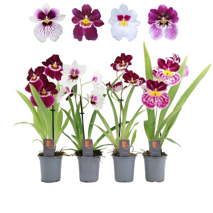 <h4>Inca Miltoniopsis mix 9cm 1 spike</h4>