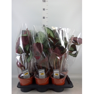 Calathea picturata 'Argentea'