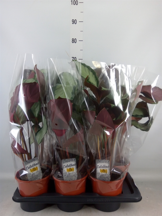 <h4>Calathea picturata 'Argentea'</h4>