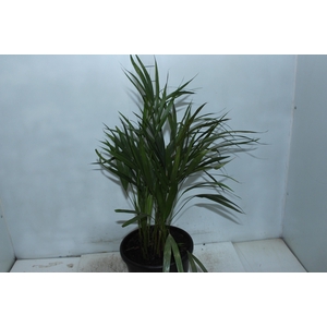 ARECA BAMBU P24