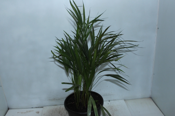 <h4>ARECA BAMBU P24</h4>