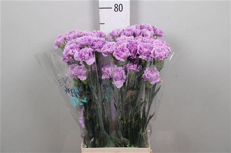 <h4>Di St Moonaqua</h4>