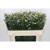 Aster White Gypsy