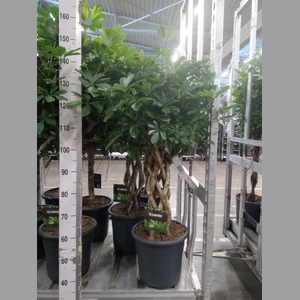Schefflera arbor. 'Compacta'