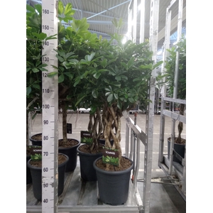 Schefflera arbor. 'Compacta'