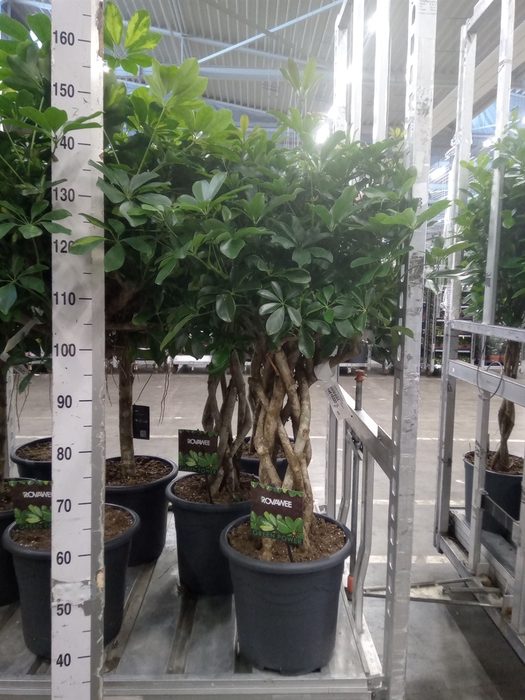 <h4>Schefflera arbor. 'Compacta'</h4>
