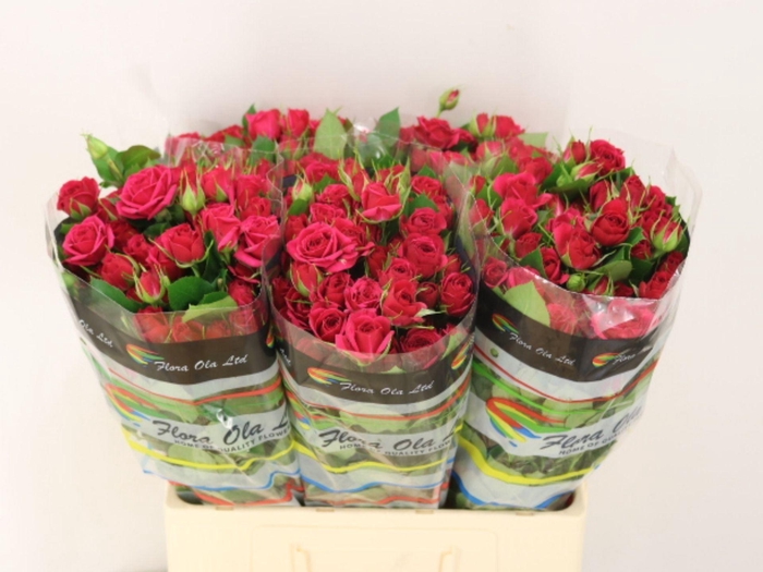 <h4>ROSA TR 'QUINCY'</h4>