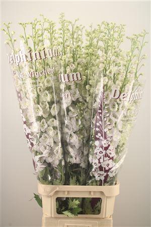 <h4>Delph El Dewi White Smile</h4>