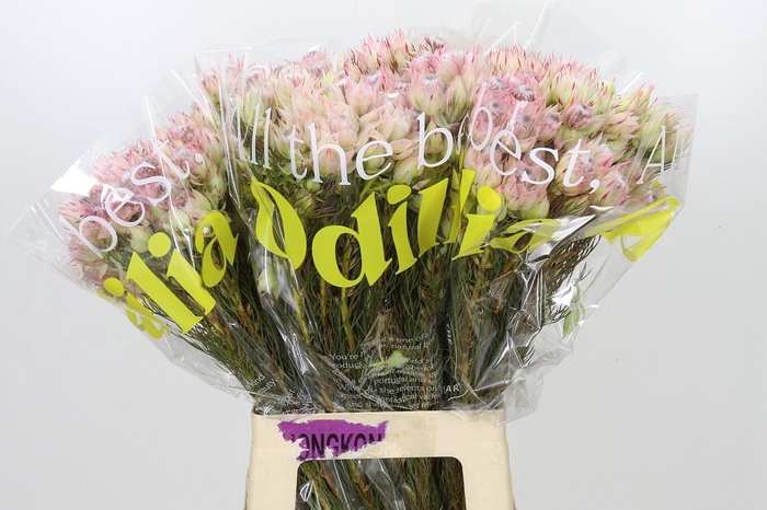 <h4>Blushing Bride Bridal Pink</h4>