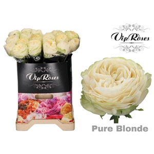R GR PURE BLONDE