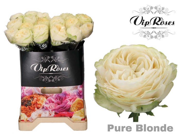 R GR PURE BLONDE