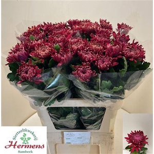CHR G REGALM ROOD