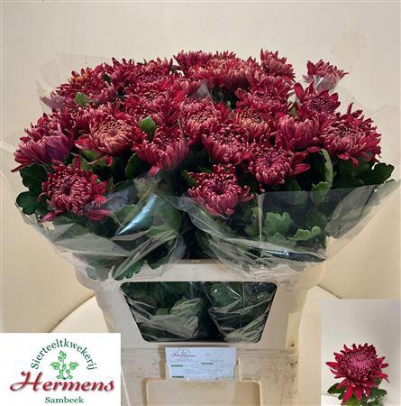 <h4>CHR G REGALM ROOD</h4>