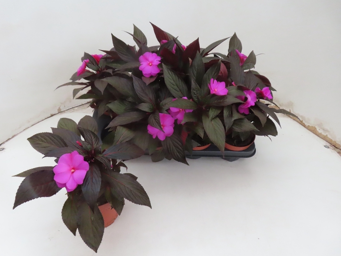 <h4>IMPAT NG MIXK 4 KL</h4>