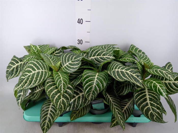 <h4>Aphelandra squar.</h4>