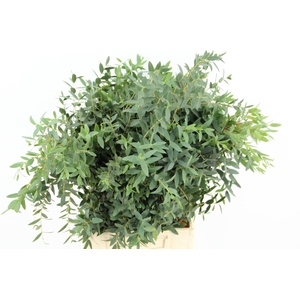 EUC PARVIFOLIA SHORT