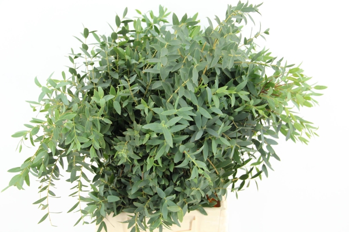 <h4>EUC PARVIFOLIA SHORT</h4>