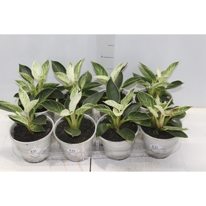 PHILODENDRON BIRKIN P15