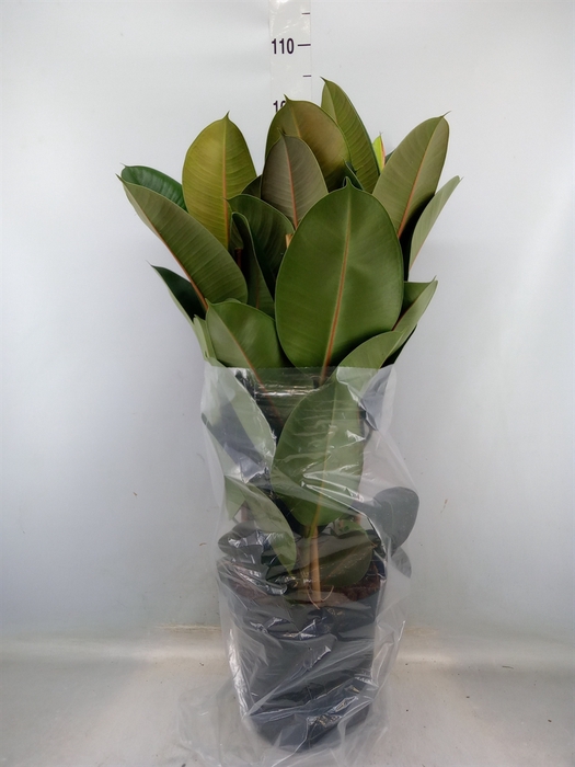 <h4>Ficus elastica 'Robusta'</h4>