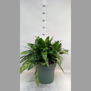 Aglaonema KB 'Maria'