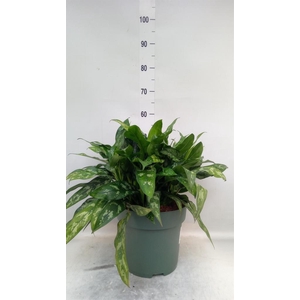 Aglaonema KB 'Maria'