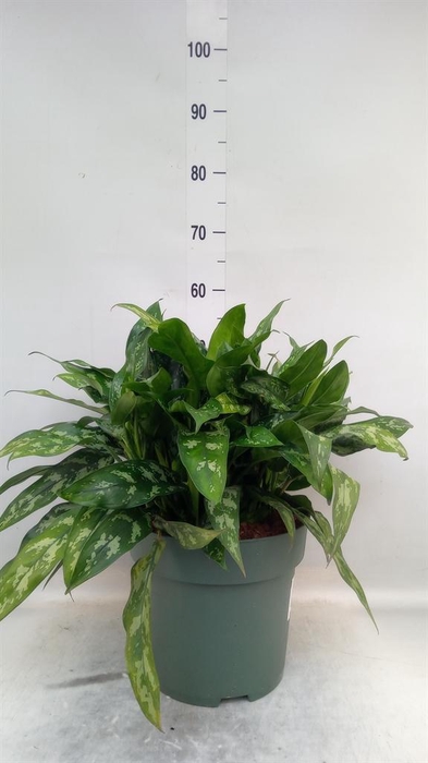 <h4>Aglaonema KB 'Maria'</h4>