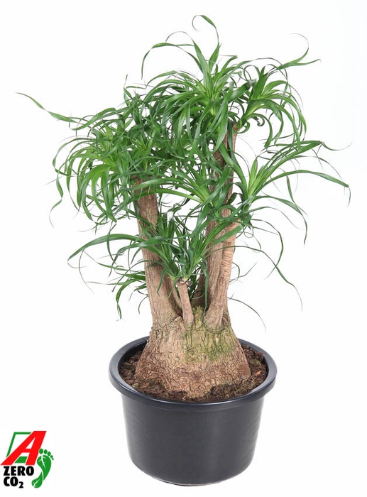 <h4>Beaucarnea Recurvata Vertakt</h4>