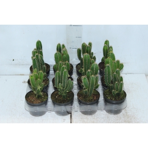 CACTUS ACANTHOCEREUS TETRAGONUS P09