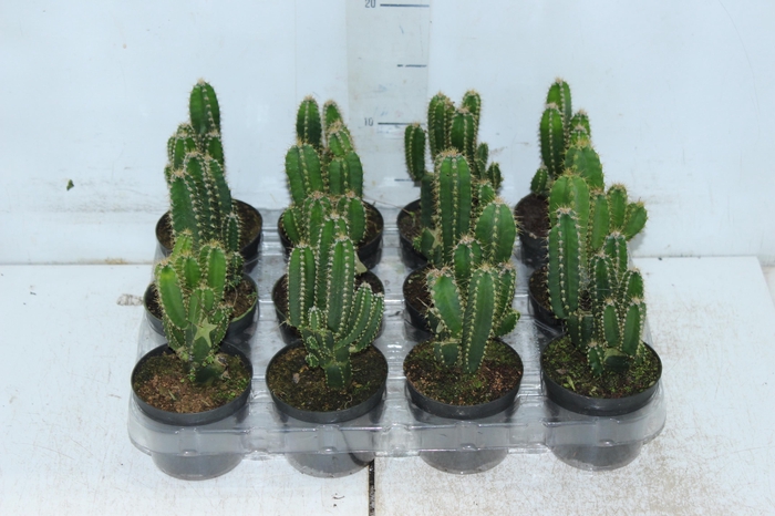 <h4>CACTUS ACANTHOCEREUS TETRAGONUS P09</h4>