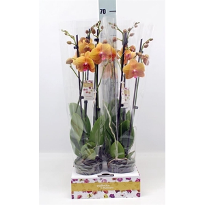 Phalaenopsis   ...orange