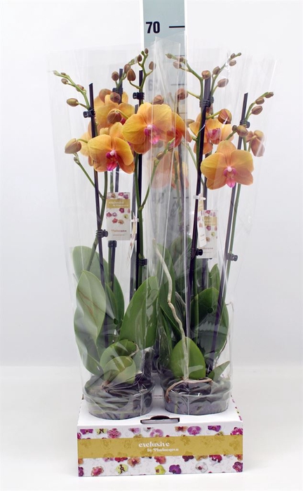 <h4>Phalaenopsis   ...orange</h4>