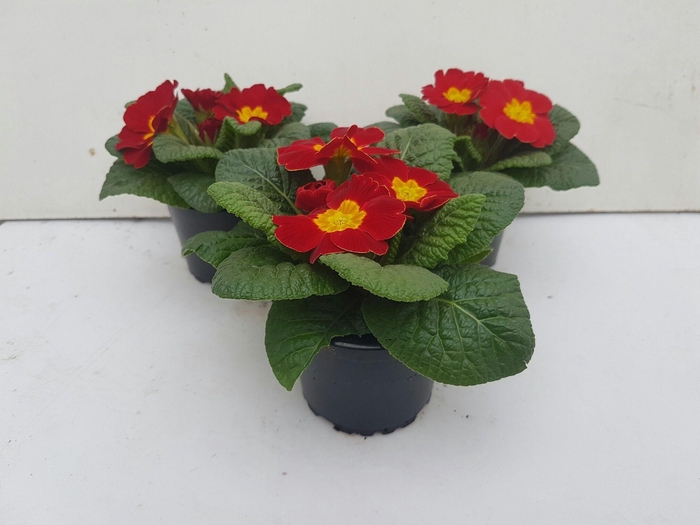 <h4>Primula acaulis rood</h4>