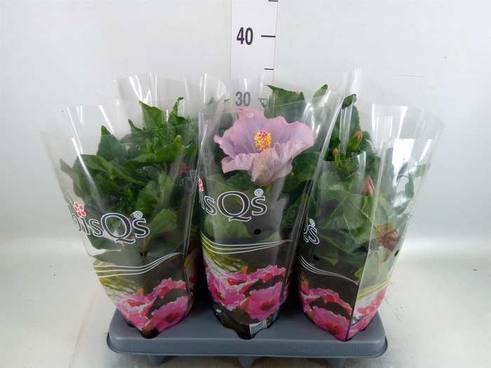 <h4>Hibiscus rosa-sin.   ...</h4>