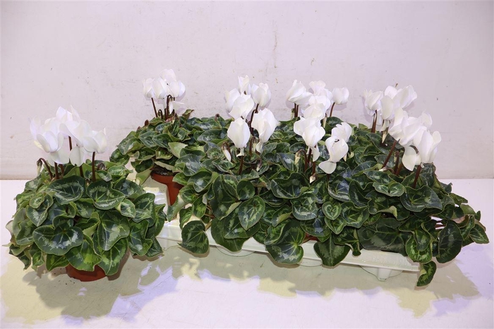 <h4>Cycl Md Sup Allure White</h4>