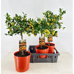 CITR MICROCARPA CALAMONDIN P21