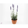 Lavandula angus. 'Havanna Dark'