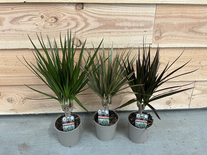 <h4>Dracaena overig gemengd</h4>