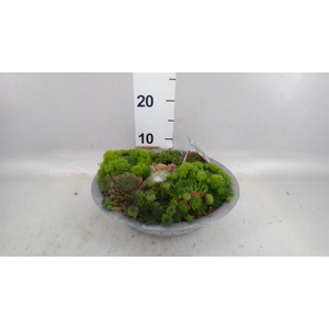 Sempervivum   ...