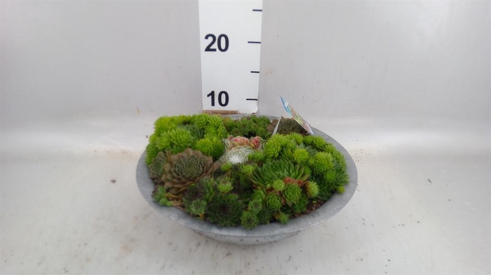 <h4>Sempervivum   ...</h4>
