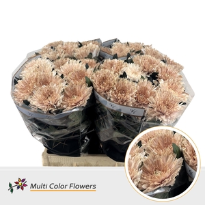 Chr G Undercover Desert Bloom