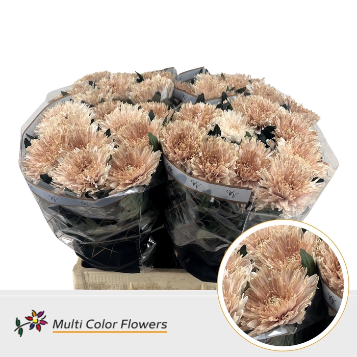 <h4>Chr G Undercover Desert Bloom</h4>