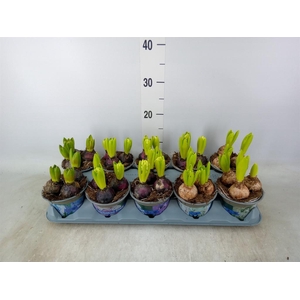 Hyacinthus orie.   ...mix 3