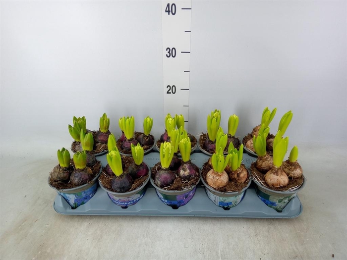 <h4>Hyacinthus orie.   ...mix 3</h4>